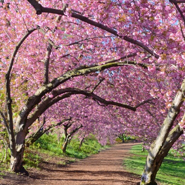 Cherry Blossom Trees in Central Park